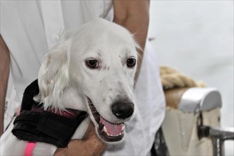 A white muzzled dog smiles next to a human, Venice, Veneto, Italy, Europe