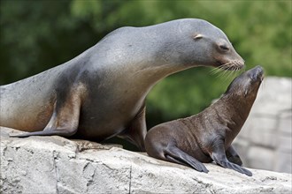 California sea lion (Zalophus californianus), An adult sea lion and a juvenile relaxing together on