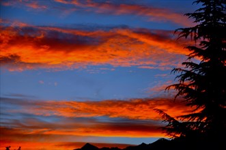 Tree in Sunset with Orange Clouds and Blue Sky in Sunset in Ascona, Ticino, Switzerland, Europe