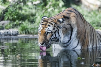 Siberian tiger (Panthera tigris altaica) stands in water and takes in water with its tongue,