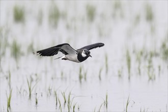 Northern lapwing (Vanellus vanellus), flying, Lower Saxony, Germany, Europe
