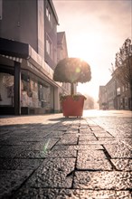 Potted plant on an empty city street in the morning sun, sunrise, Nagold, Black Forest, Germany,