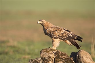 Juvenile Iberian Eagle, Spanish Imperial Eagle (Aquila adalberti), Extremadura, Castilla La Mancha,