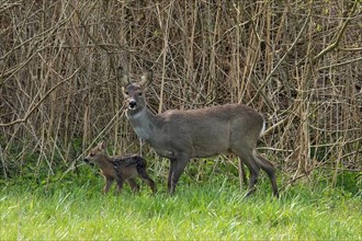 Deer female with young in green grass in front of reed bed standing next to each other looking left