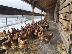 Free-range hens in a straw-lined coop during winter, with a snow-covered fence, AI generiert, AI