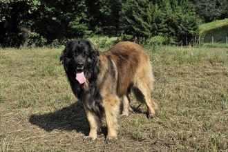 Leonberger Hund, A relaxed dog walks on a dry field, surrounded by trees, Leonberger Hund,