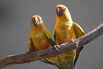 Sun conure (Aratinga solstitialis), Two bright yellow-orange parrots sitting on a branch