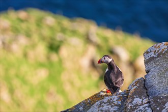 Atlantic puffin (Fratercula arctica) sitting on a cliff by the sea, Norway, Europe