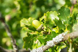 Green acorn, unripe fruit of the English oak (Quercus pedunculata) or summer oak or english oak