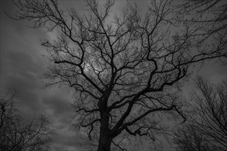 Dramatic, ghostly, oak tree (Quercus) silhouetted against the rainy sky Mecklenburg-Vorpommern,