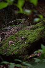 Moss-covered stone in a dark forest, Neubeuern, Germany, Europe