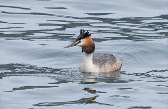 Great crested grebe (Podiceps cristatus) in the lake