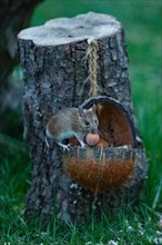 Wood mouse with nut in mouth in food bowl sitting in front of tree trunk looking from the front
