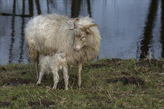 Moorschnucken lamb (Ovis aries) suckling with its mother in the pasture by a pond,