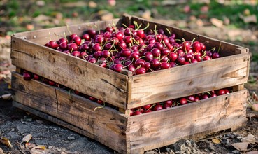 A vintage wooden crate filled to the brim with freshly harvested ripe cherries AI generated