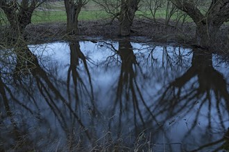 Dramatic, ghostly, willows (Salix), reflected in a water-filled shall, Mecklenburg-Vorpommern,