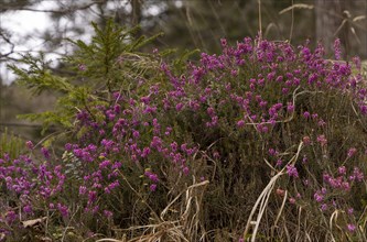 The common heather (Calluna vulgaris), heather in spring