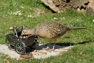 Female pheasant standing next to motorbike on stone slab in green grass looking left