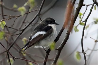 Pied flycatcher sitting on a branch with green leaves, looking right