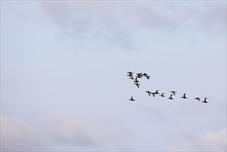 Velvet scoter (Melanitta fusca), small flock in flight, Laanemaa, Estonia, Europe