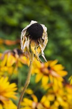 Close-up of dry and wilted yellow Rudbeckia hirta, Black Eyed Susan coneflower affected by drought