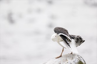 Great black-backed gull (Larus marinus) during plumage care, Hornoya Island, Vardo, Varanger,