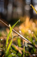 A blade of grass with glittering dewdrops in focus against a blurred, luminous background,