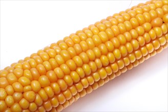 Close-up of a bright yellow corn cob with ripe kernels