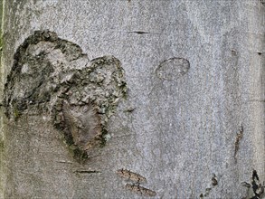 Tree trunk as background, North Rhine-Westphalia, Germany, Europe