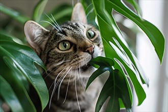 Close up of cat trying to eat tropical Monstera houseplant. KI generiert, generiert, AI generated