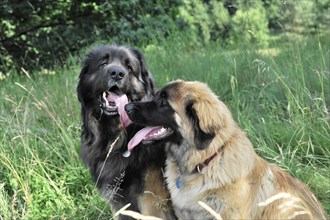 Leonberger dogs, Two dogs looking at each other and sitting in the grass, Leonberger dog,