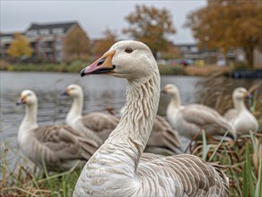 Geese on the shore of a lake with houses in the background on a cloudy day, AI generated, AI