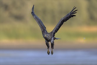 White-tailed eagle (Haliaeetus albicilla) taking off from the bottom of a drained fish pond,
