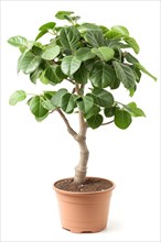 Green ficus plant in a terracotta pot isolated on white, AI generated