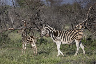 Plains zebra (Equus quagga) mare with foal, Mziki Private Game Reserve, North West Province, South