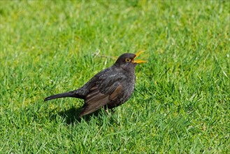 Male blackbird with open beak standing in green grass looking right