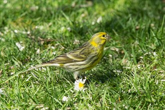 European Serin standing in green grass looking right
