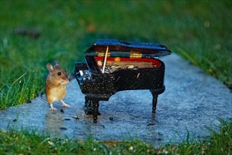 Wood mouse holding food in hands next to piano standing on stone slab in green grass looking from