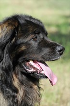 Leonberger dog, profile of an attentive black dog with tongue sticking out, Leonberger dog,