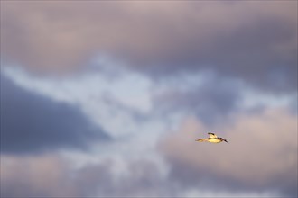 Red-breasted Merganser (Mergus serrator) in flight in front of clouds at sunset, Laanemaa, Estonia,