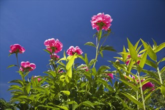 Close-up and underside view of pink perennial herbaceous Paeonia, Peony flowers against blue sky in