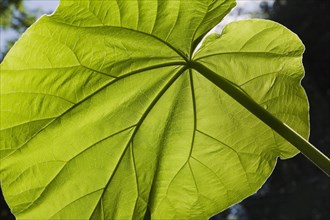 Close-up of large translucent green Petasites japonicus, Butterbur leaf with vein details in