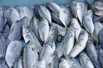 Fresh shiny silver fish on display at a market, Marseille, Departement Bouches-du-Rhone,
