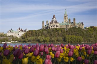Bed of pink and yellow Tulipa, Tulips plus Chateau Laurier and Canadian Parliament buildings across