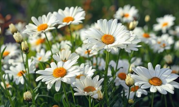 Daisies blooming in a garden, spring background AI generated