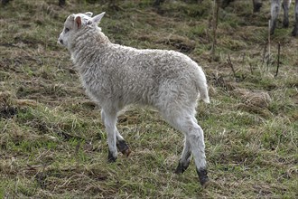 Lamb of a Moorschnucke (Ovis aries) on pasture, Mecklenburg-Vorpommern, Germany, Europe