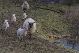 Moorland sheep (Ovis aries) with their lambs, on the pasture, Mecklenburg-Vorpommern, Germany,