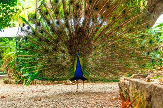 A peacock is walking on a path in a garden. The peacock is large and has many beautiful blue and