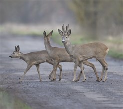 European roe deers (Capreolus capreolus) with winter coat running across a path, (L-R) fawn, doe,