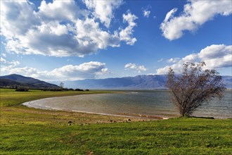 Shore at Lake Kerkini, Lake Kerkini, Central Macedonia, Greece, Europe